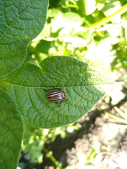 Leptinotarsa decemlineata