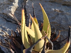 Aloe gariepensis
