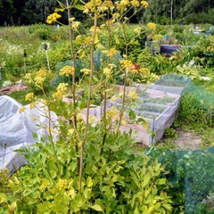 Levisticum officinale