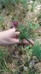 Trifolium lupinaster