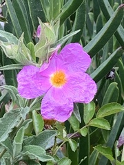 Cistus creticus eriocephalus