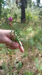 Trifolium lupinaster