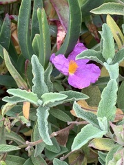 Cistus creticus eriocephalus