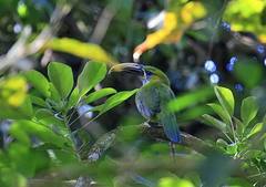 Aulacorhynchus sulcatus