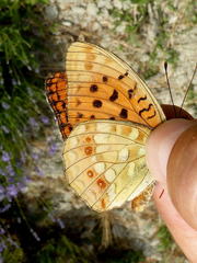 Argynnis adippe cleodoxa