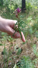 Trifolium lupinaster