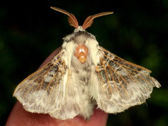 Lasiocampoidea