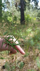 Trifolium lupinaster