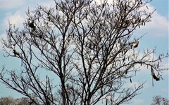 Propithecus deckenii