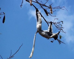 Propithecus deckenii