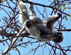 Propithecus deckenii