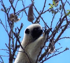Propithecus deckenii