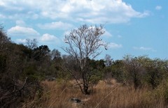 Propithecus deckenii