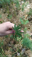 Trifolium lupinaster