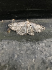 Peribatodes rhomboidaria