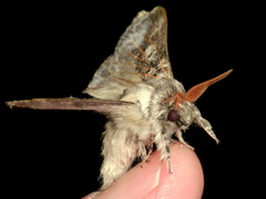Lasiocampoidea