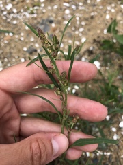 Atriplex littoralis