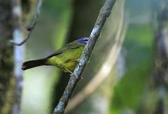 Myiothlypis conspicillata