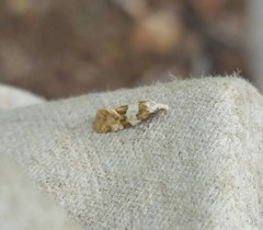 Aethes argentilimitana