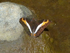 Adelpha corcyra collina