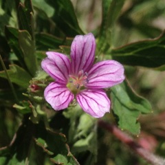Geranium seemannii