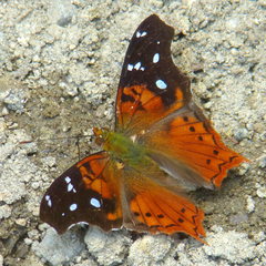 Hypanartia kefersteini