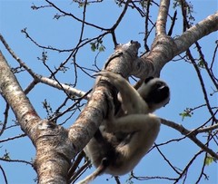 Propithecus deckenii