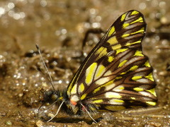 Catasticta chelidonis