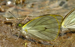 Leptophobia penthica