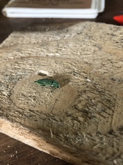 Trachykele blondeli blondeli