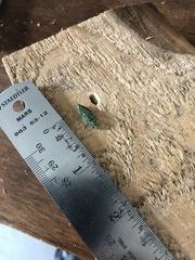 Trachykele blondeli blondeli