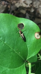 Megapenthes limbalis