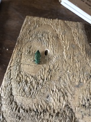 Trachykele blondeli blondeli