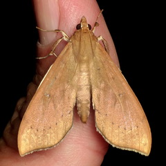 Anarmodia