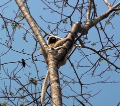 Propithecus deckenii