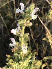 Salvia disermas