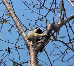 Propithecus deckenii