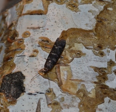 Ortholepis pasadamia