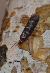 Ortholepis pasadamia