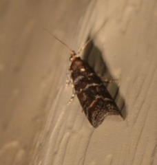 Ortholepis pasadamia