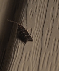 Ortholepis pasadamia