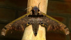 Adhemarius sexoculata