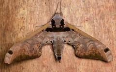Adhemarius sexoculata
