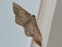 Hypagyrtis piniata