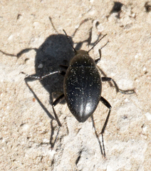 Eleodes fusiformis