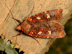 Perigea ignitincta