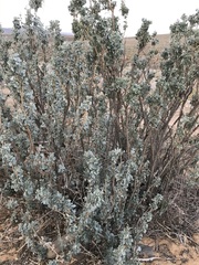 Atriplex nummularia nummularia