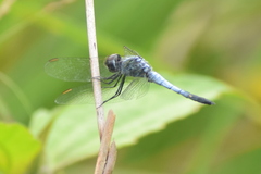 Brachydiplax sobrina