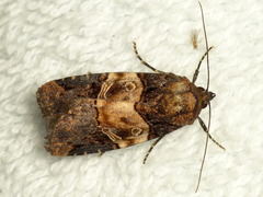 Hampsonodes