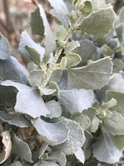 Atriplex nummularia nummularia